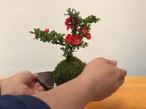 値下げ ケヤキ玉杢 梅鉢形 刳り物 菓子器 直径約20cm 値下げ