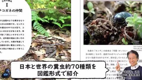 中学の時作ったフンコロガシ