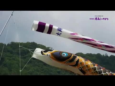 桐箱入り 鯉のぼり 5Mセット 献上手染友禅之鯉 京錦 徳永鯉 桐箱入り