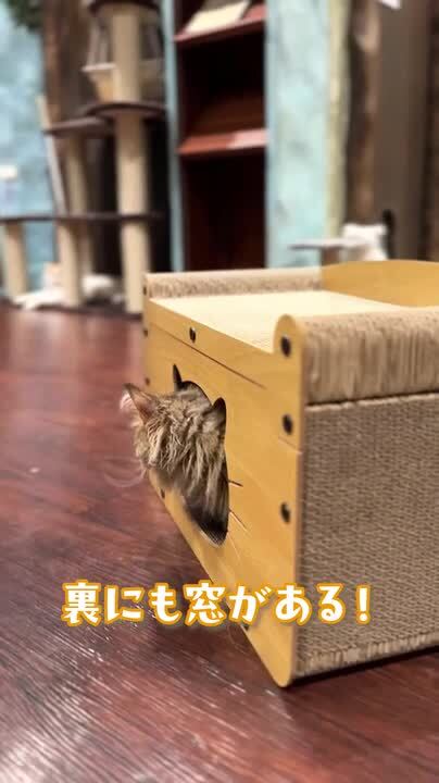 ねこまんま出品　ビークルセット他おまとめ Amazon.co.jp: セキグチ ねこぺん日和 ぺんちゃん ぬいぐるみ サイズ