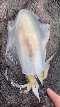 楽天市場】CHONMAGE FISHING イカ締め ピック 締め具 3in1
