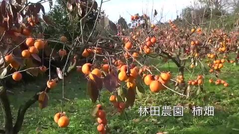 りーちゃん様お得意出品ページ渋柿20Kg りーちゃん様お得意出品ページ渋柿20Kg 楽天市場】渋柿 20kgの通販