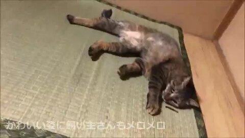 猫のまたたびページ yamakishi_4903588138720
