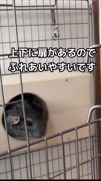 gt380 チンチラ 楽天市場】SANKO イージーホーム 80ハイ チンチラにピッタリの高