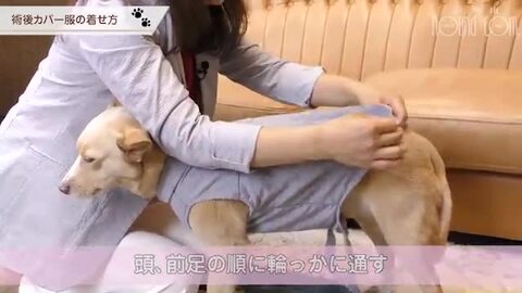 楽天市場】犬用 術後カバー服 小型犬用（サイズ24・27）トイプードル