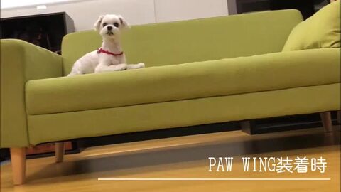PAW WING 48枚セット ペット用肉球シール パウウィング 滑り止め