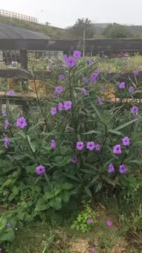 楽天市場 花苗 ルエリア パープルシャワー 1鉢3 3 5号 通年販売 取置 Ruellia Brittoniaイングリッシュガーデン 苗 花苗 鉢植え 庭植え ガーデニング 花壇 宿根 多年草 イングリッシュガーデン 苗 花苗 鉢植え 庭植え ガーデニング 花壇 宿根 多年草 ハッピーガーデン