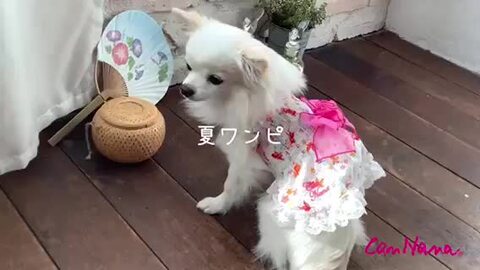 楽天市場】犬服 夏ドッグウェア ワンピース 和柄 夏服【きゃん