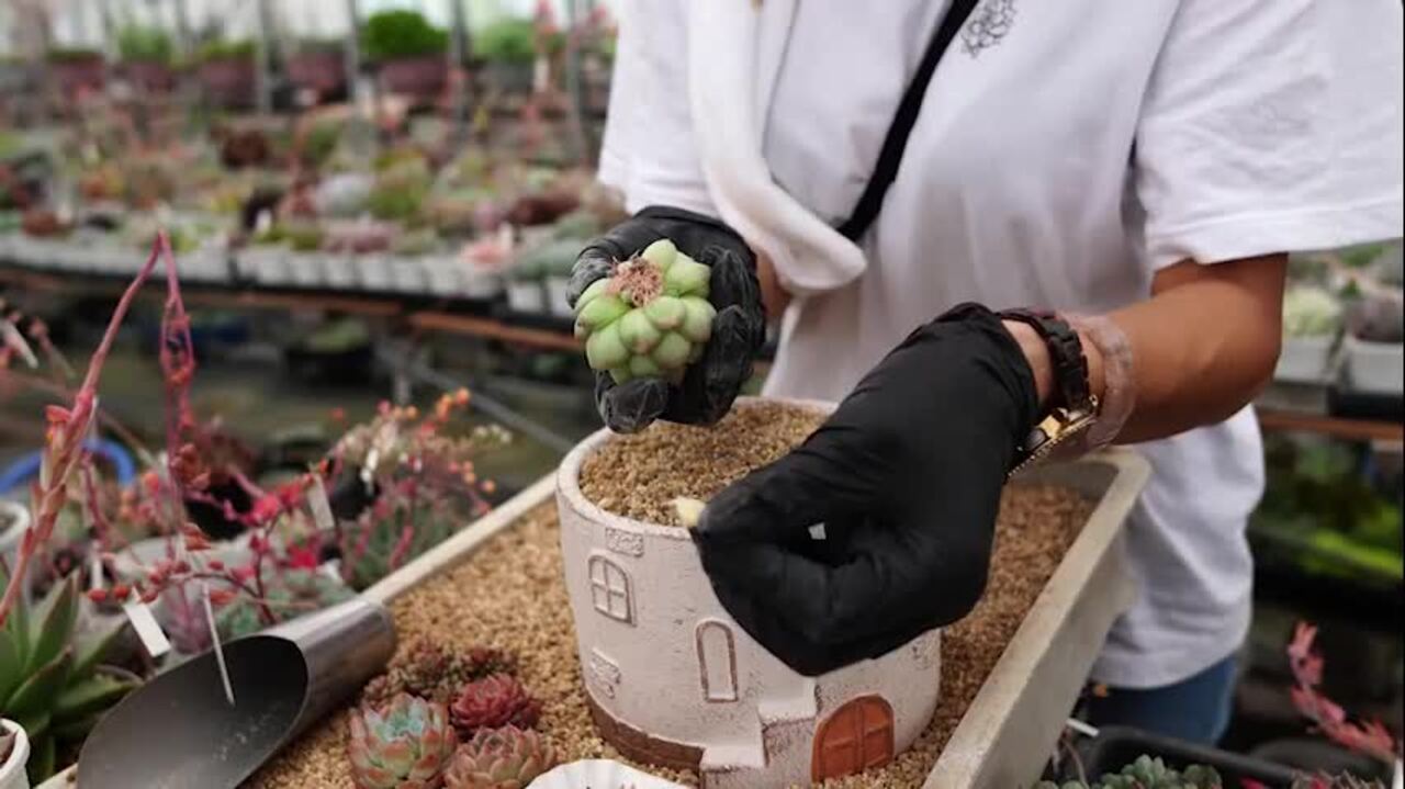 楽天市場】【新発売はじめての寄せ植えセット】【ポイント5倍