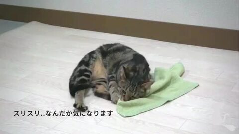 楽天市場】話題のマタタビスプレー 「 ララ ペレッティー Me