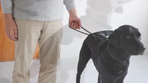 【シークレット 青オイル目】babythree 初代400% グレー犬 楽天市場】【抽選で最大100%ポイントバック！】 [ 正規品 送料