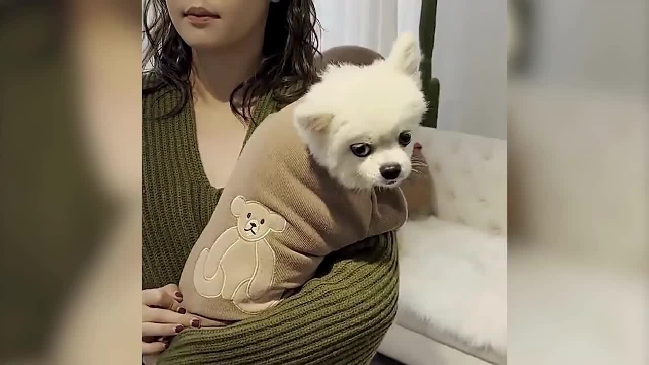 犬服 クマ柄 オーダー可能生地 ハンドメイド犬服 XXS〜XLサイズ 前開き