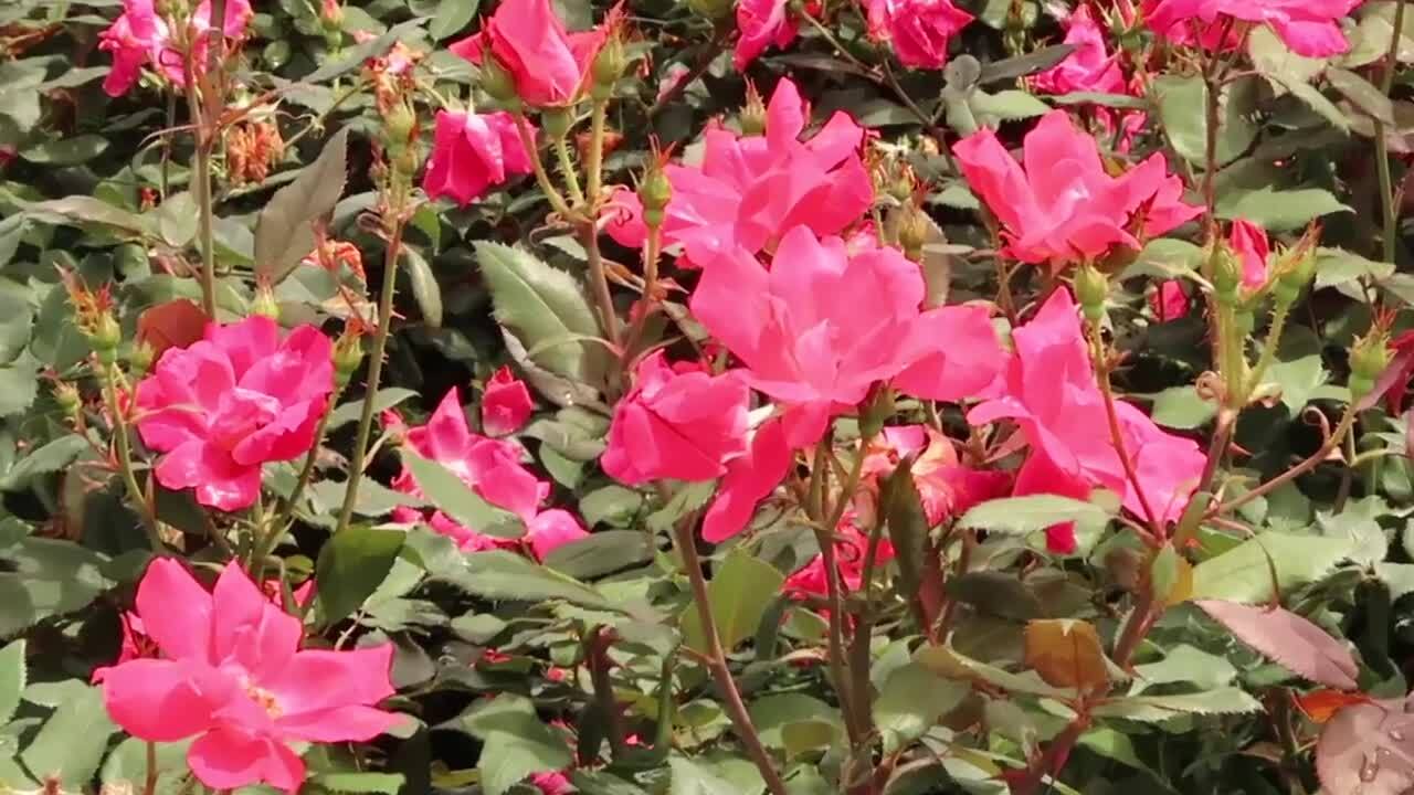 秋バラが見頃 バラの名所 東京都立神代植物公園 に行こう たびこふれ