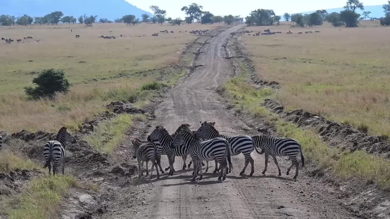 タンザニア紹介動画