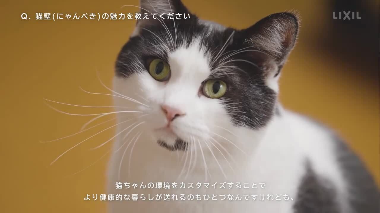 性格や年齢に合わせ着脱自由！LIXILのキャットウォール「猫壁（にゃん 