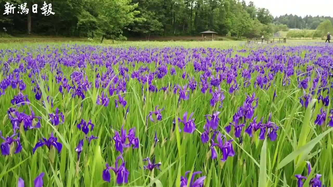 動画あり 紫色 水辺染める 柏崎 夢の森公園でカキツバタ見頃 地域 新潟県内のニュース 新潟日報モア