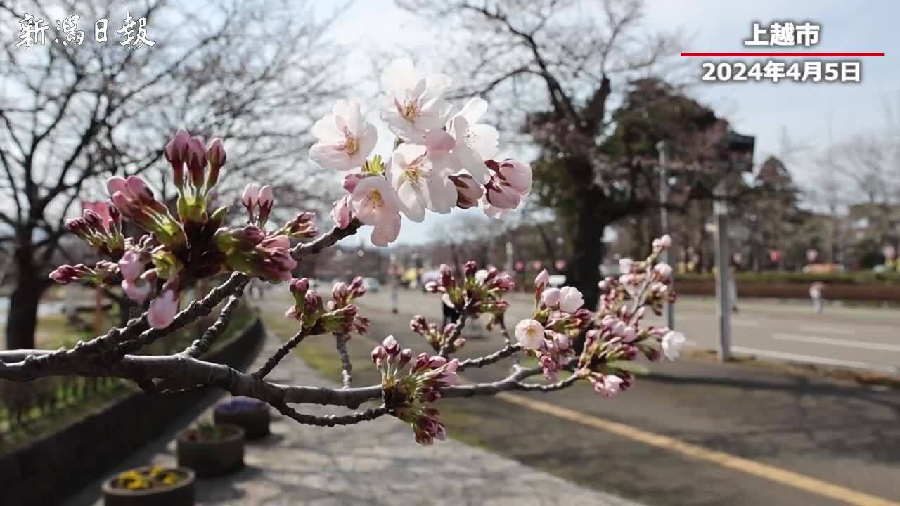 動画あり］咲いた！「高田城址公園観桜会」会場の桜！ 新潟上越市の