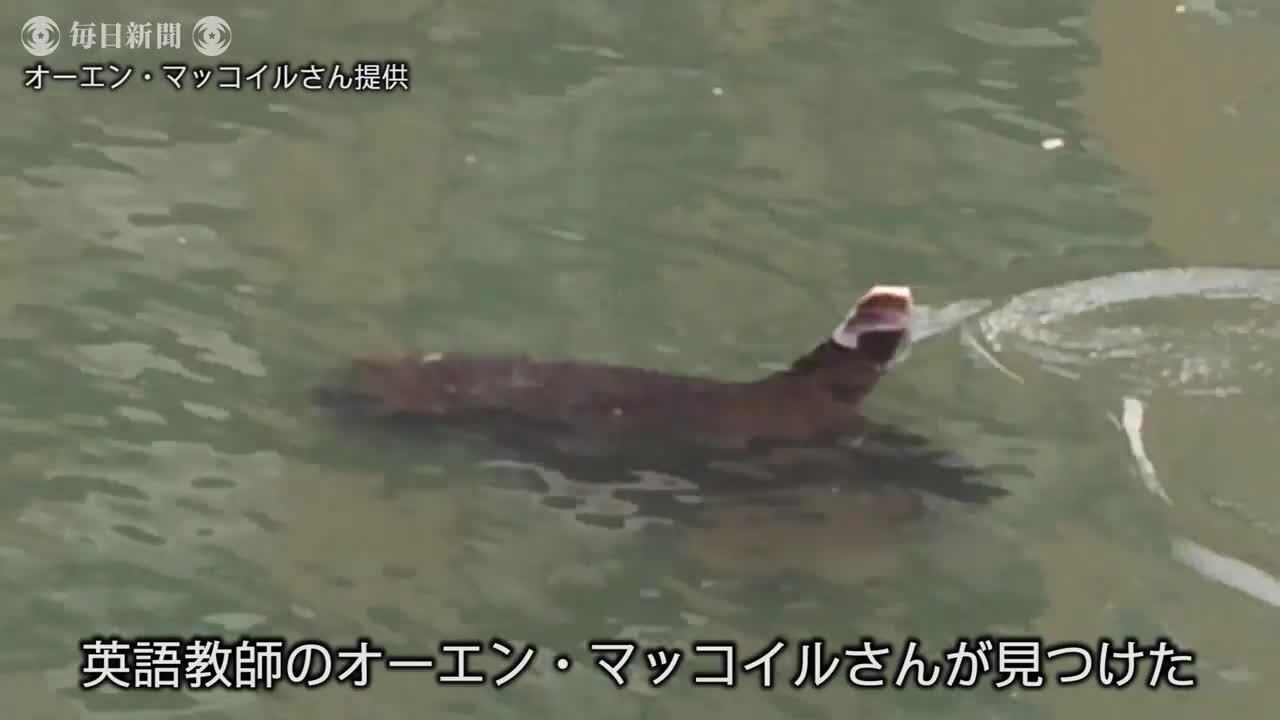 福岡市内の樋井川で珍しい水中生物が目撃される - 動物 - 毎日動画