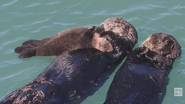 野生のラッコが子育て中　静かに見守って　北海道・霧多布岬