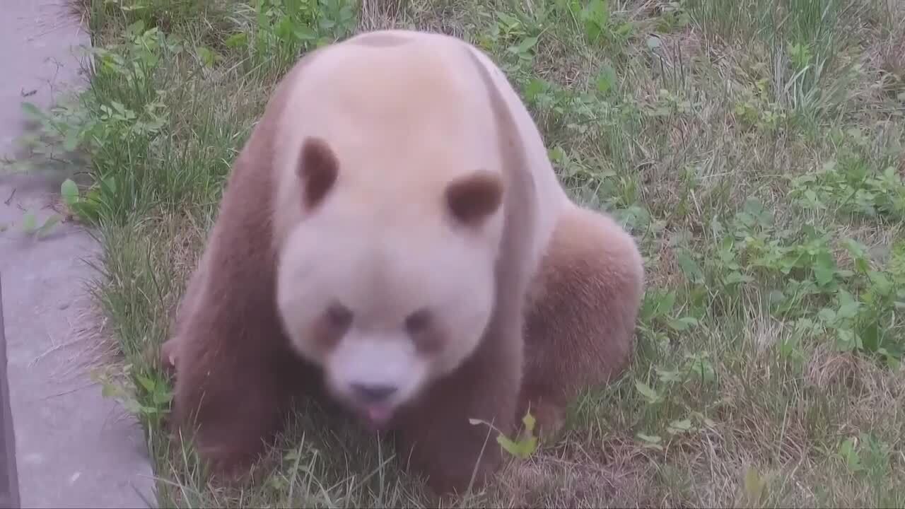 動画：世界でただ1頭、人工飼育の茶色いパンダ 「チーザイ」 写真1枚 