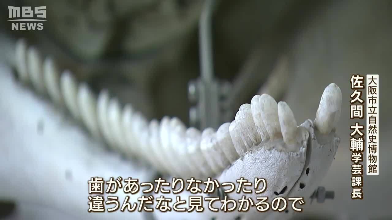 クジラのヨドちゃん『博物館が骨格標本化を希望していた』と判明