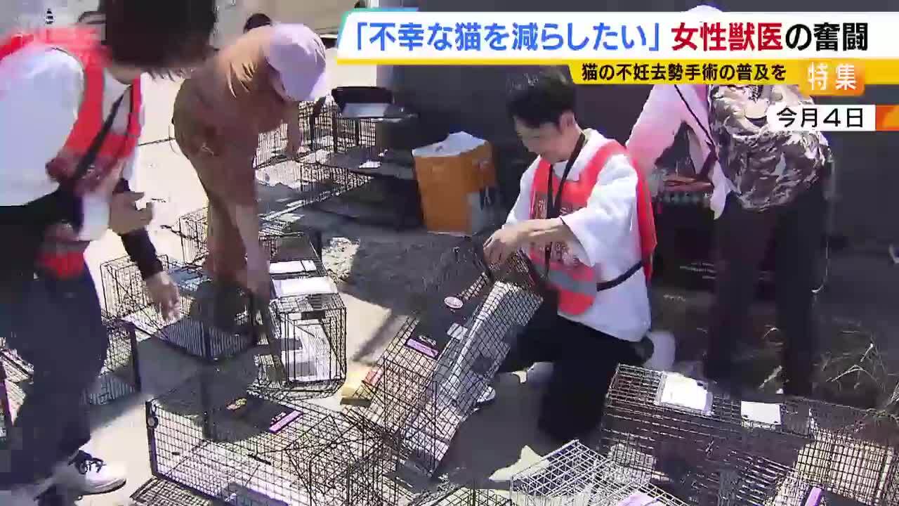 殺処分される不幸な猫を減らしたい」不妊去勢手術の普及図る獣医の奮闘