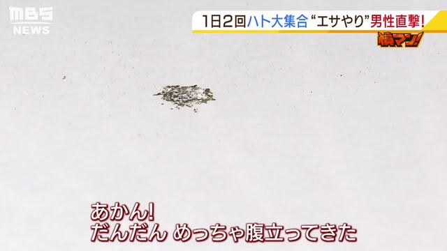 ハト被害 に長年悩む住民が怒り エサばらまく男性を直撃 ここのフンは私が与えたエサのフンではない 特集 Mbsニュース