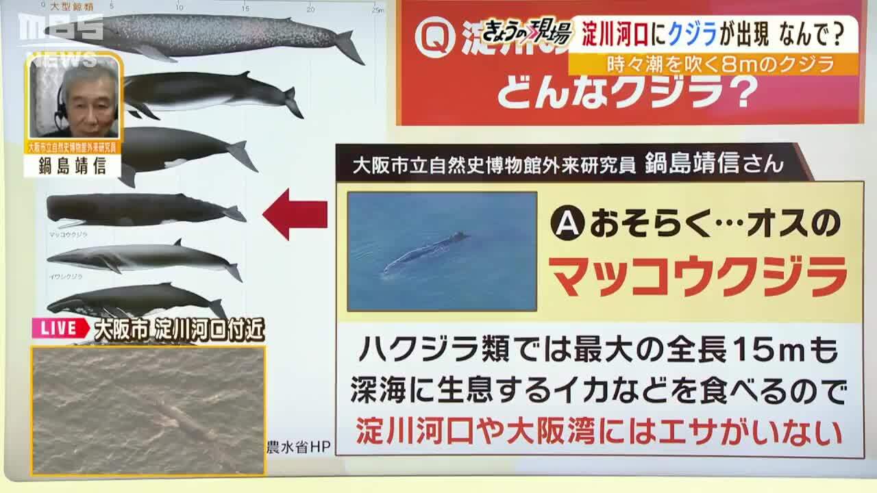 専門家解説】大阪湾になぜクジラ？「おそらくマッコウクジラ...淀川にエサはいない」ただし「１か月ほど食べなくても生きられる」 | 特集 |  MBSニュース