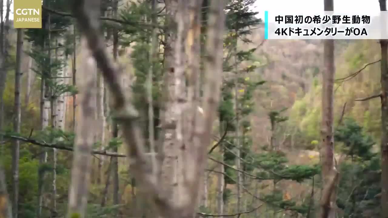 動画 中国初の希少野生動物4kドキュメンタリーがオンエア 写真1枚 国際ニュース Afpbb News