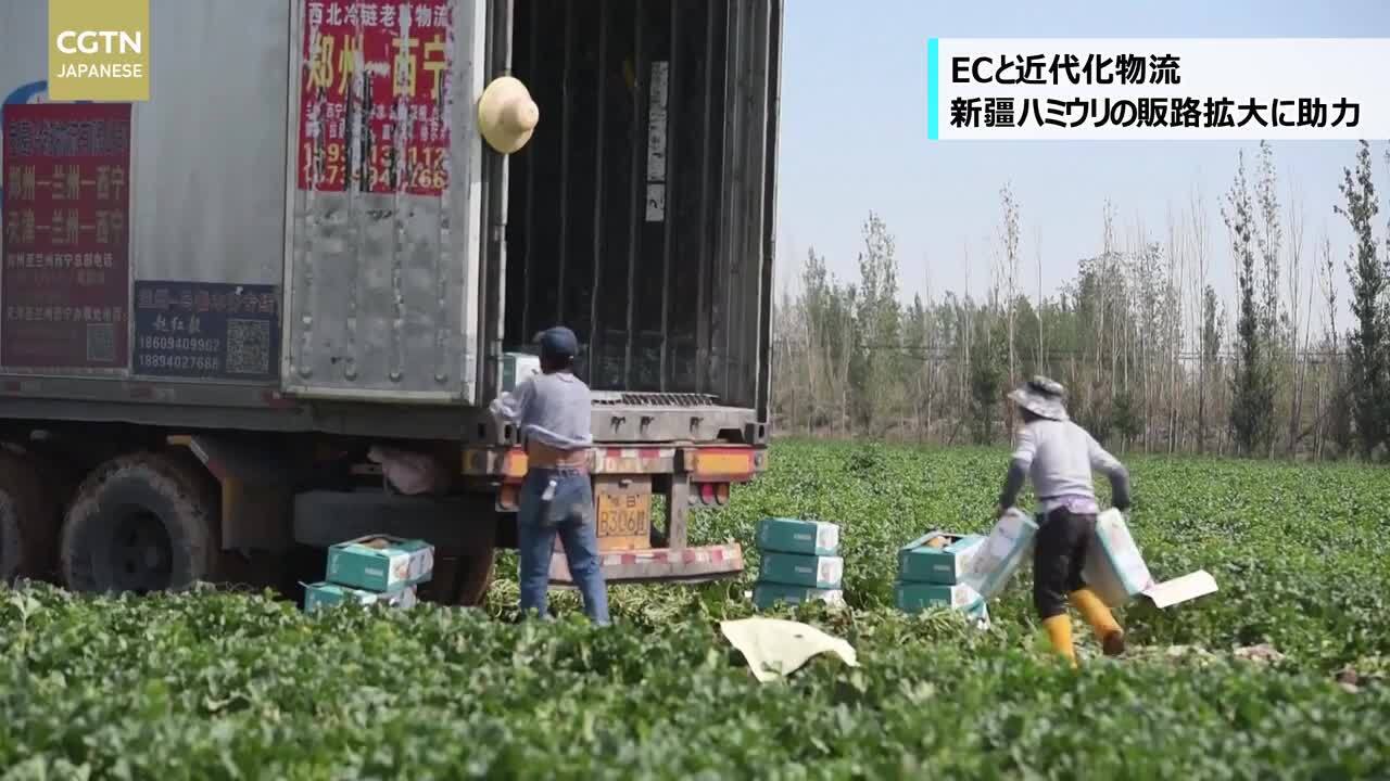 動画 Ecと近代化物流 新疆ハミウリの販路拡大に助力 写真1枚 国際ニュース Afpbb News