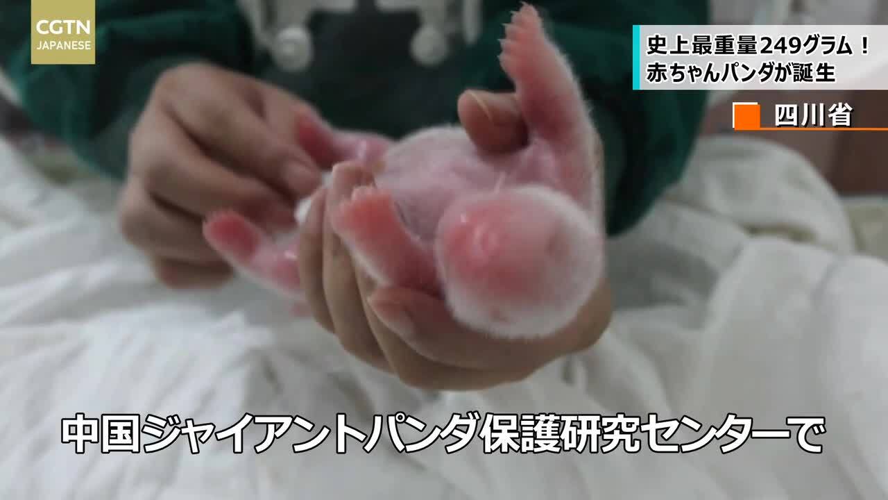 動画 249グラム 史上最重量の赤ちゃんパンダ誕生 四川省 写真1枚 国際ニュース Afpbb News