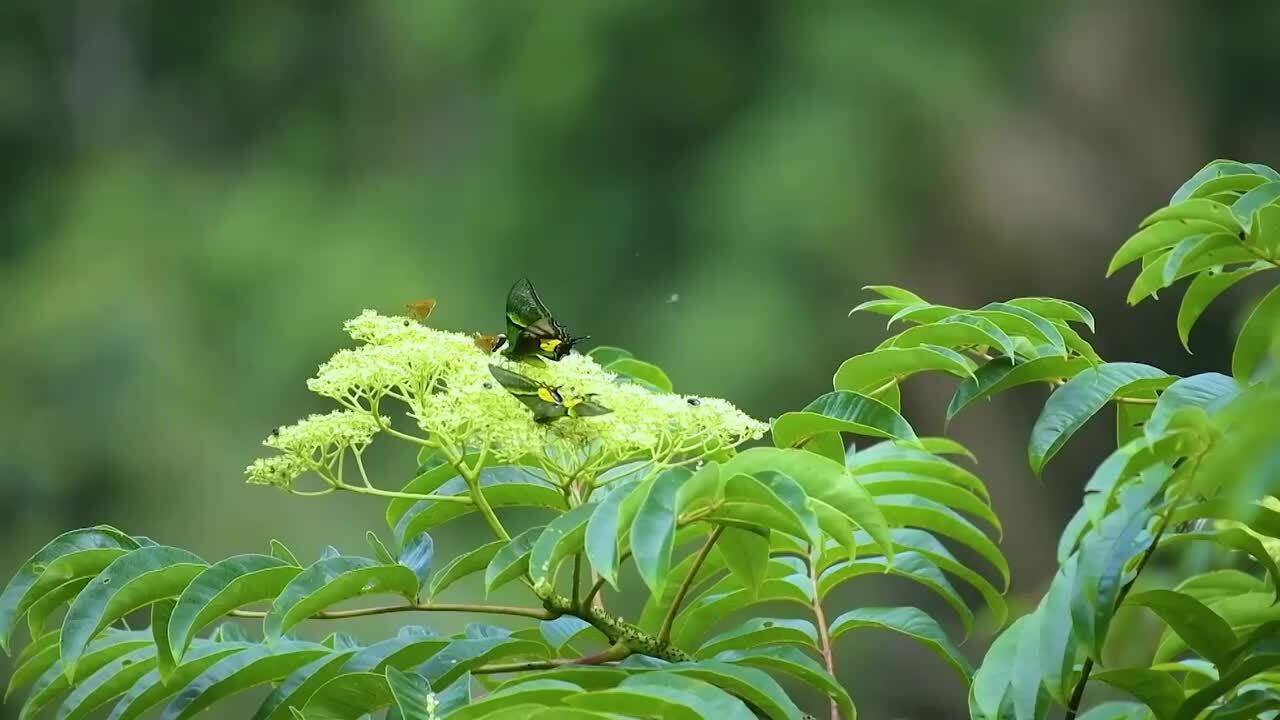 動画：オウゴンテングアゲハの完全な成長記録映像を公開 中国