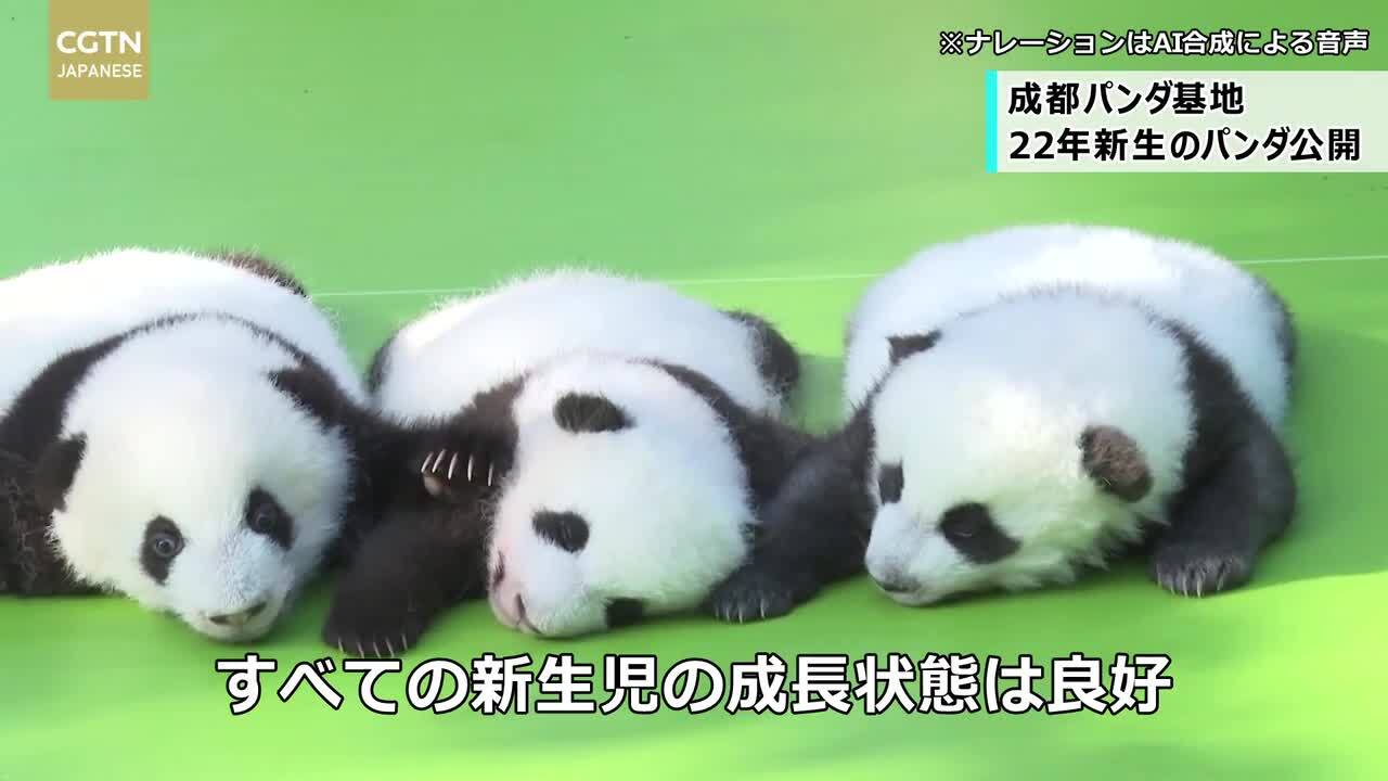 中国成都パンダ基地 22年生まれの赤ちゃんパンダ公開 写真1枚 国際 