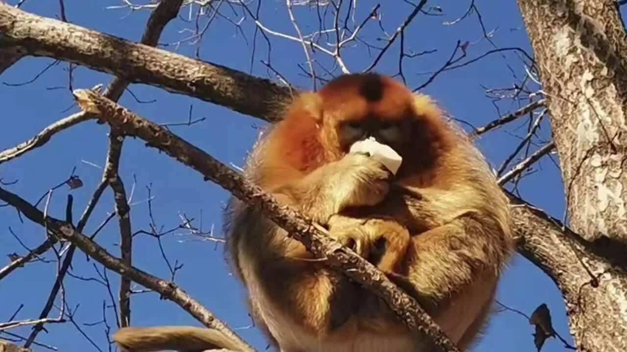 動画 キンシコウ 餌を求めて人里へ 陝西省鳳県 写真1枚 国際ニュース Afpbb News