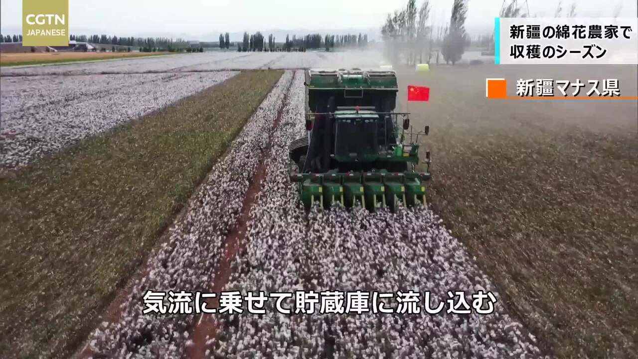 新疆の綿花農家で収穫のシーズン 写真1枚 国際ニュース Afpbb News