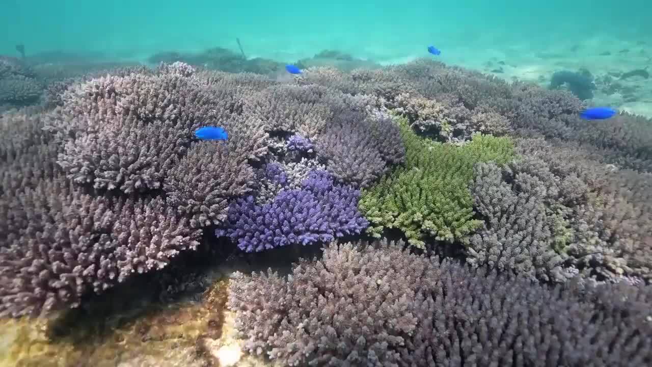 SAVE the BLUE Ocean Project | 雪肌精 | KOSE|雪肌精公式