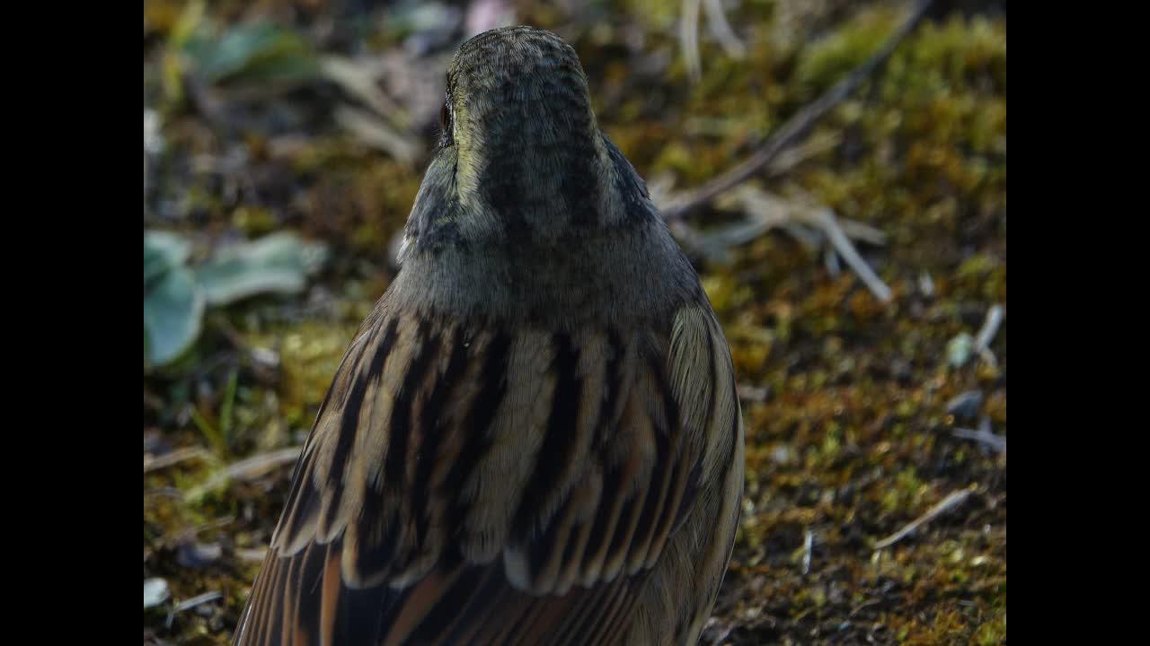 素人・顔出し四国の野外露出 福永ちな 売れない時代の風俗映像入手!!: 福永ちな 売れない時代の風俗映像入手!!