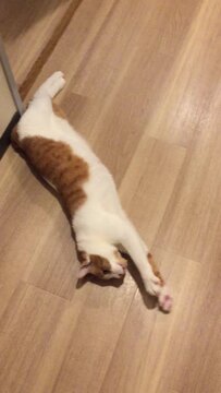 にゃんこがひつじに変身しちゃうかぶりモノがかわいすぎる～！ - 価格
