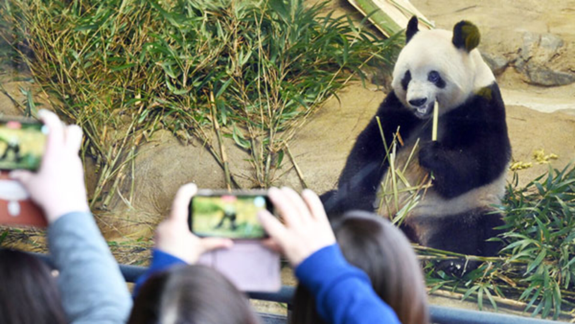 ありがとうシャンシャン 上野動物園でお別れ 21日中国へ - 日本経済新聞