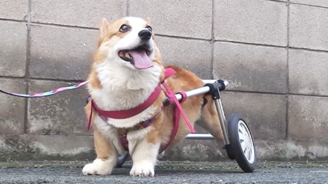 犬の車椅子、ともに歩く喜びを ビジュアルで迫る現場 - 日本経済新聞