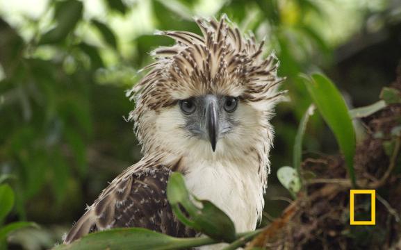 子を手塩にかけて育てる 絶滅危機のフィリピンワシ - 日本経済新聞