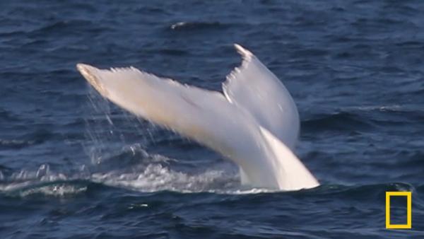 【新発売】今週の市販 まさに白鯨！ 全身が真っ白のザトウクジラ、貴重映像 - 日本経済新聞 アガベ