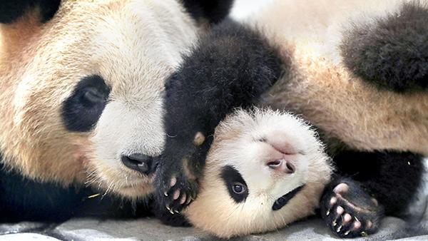 パンダ繁殖の秘訣は竹？ アドベンチャーワールド - 日本経済新聞