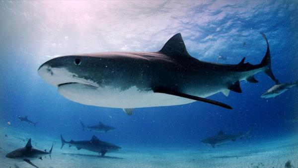 実は怖くない？ サメと泳げる海の楽園 | NIKKEIリスキリング