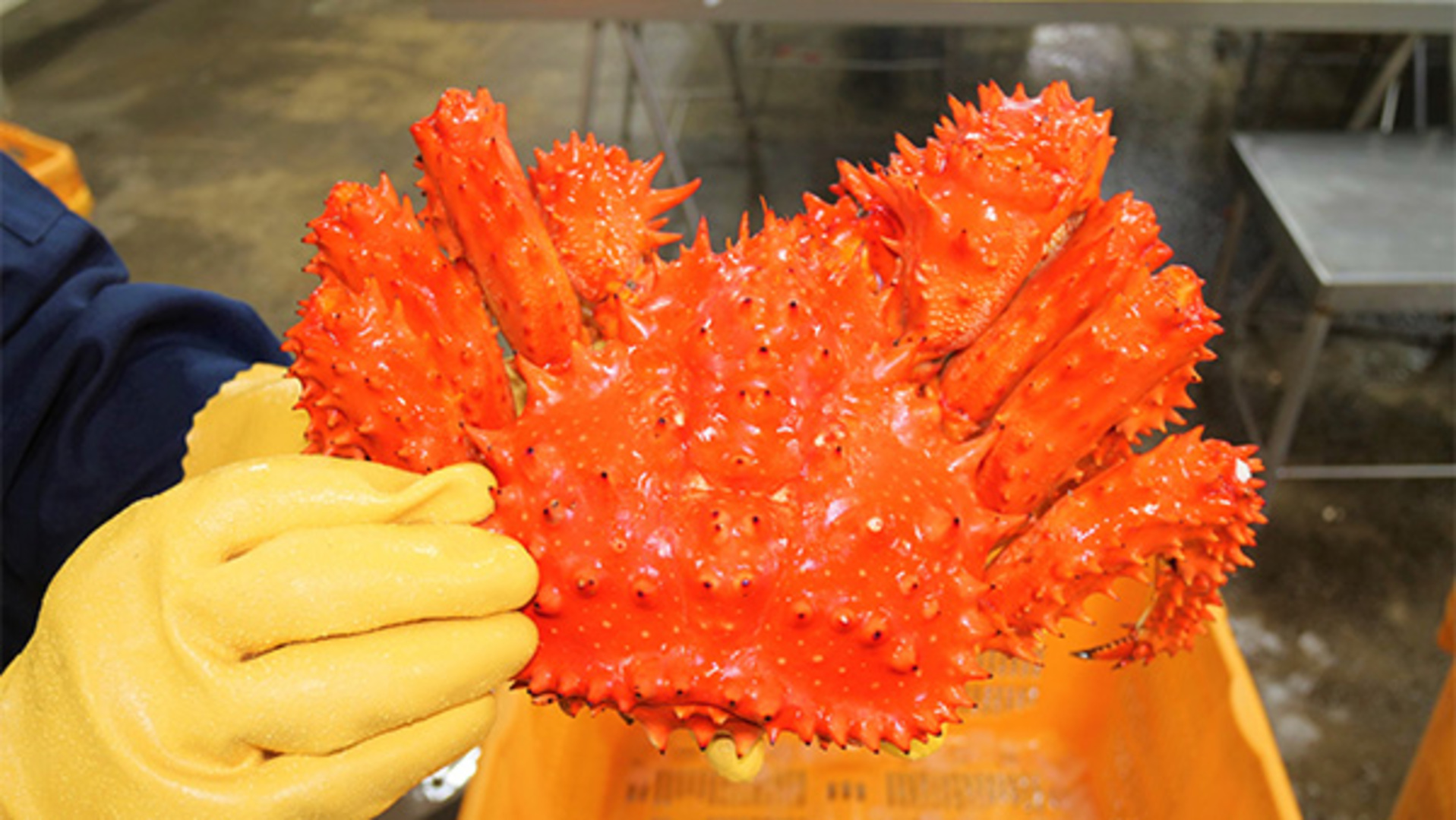 北海道根室、幻の花咲ガニ 稚ガニ放流で資源維持目指す - 日本経済新聞