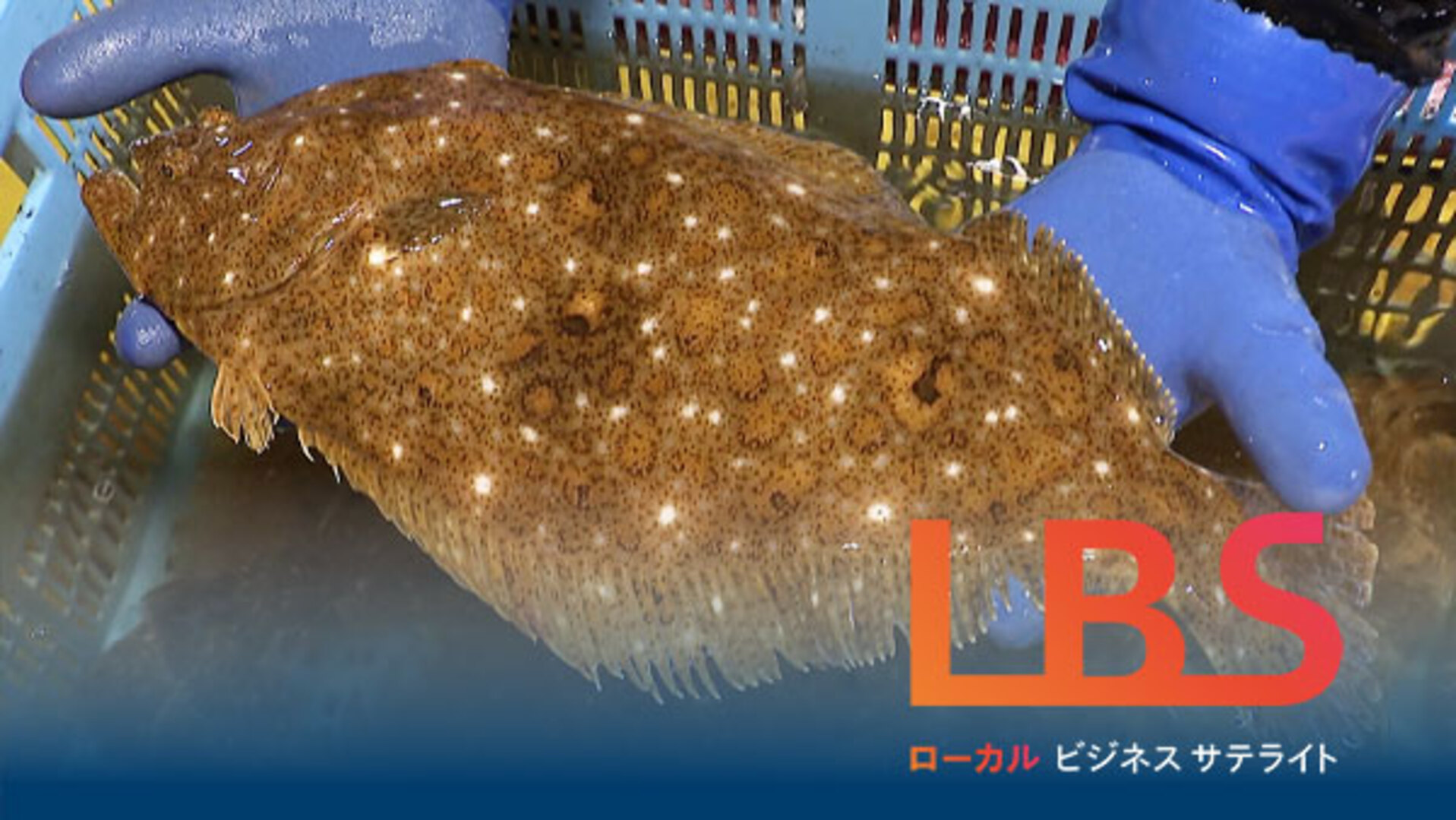 電気を運ぶ船・酒の木升を北米へ・LEDで魚養殖 地場産業の創意 - 日本