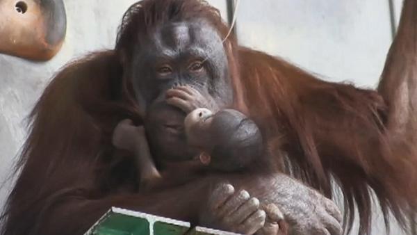 オランウータン フィギュア あさひやま動物園 ぶらさがり
