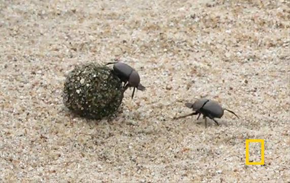 フンコロガシのしつこすぎる決闘 貴重な糞を奪い合い - 日本経済新聞