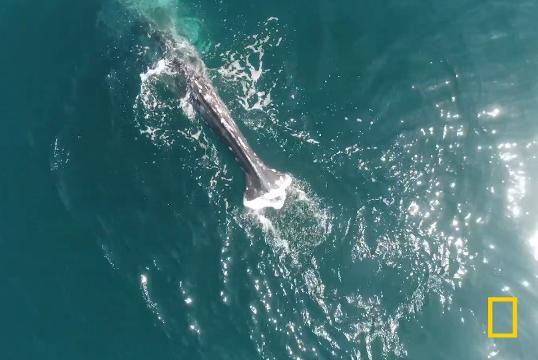 尾ビレのないクジラの目撃例増える いったいなぜ？ - 日本経済新聞