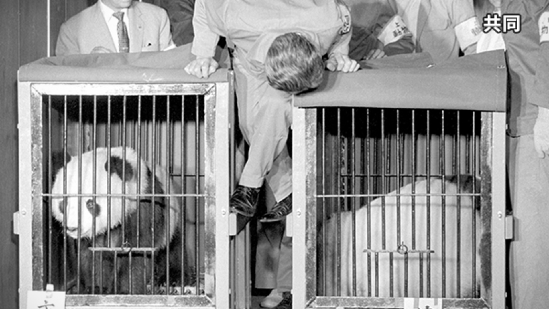 パンダ来日から54年、日中友好の「立役者」すべて返還 再来は不透明